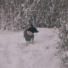 Dansk svensk gaardhund Pjevs - Død