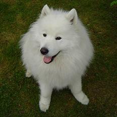Samojedhund Kipper