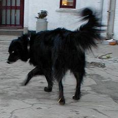 Blanding af racer Balder