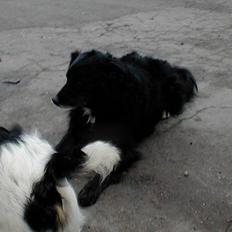 Blanding af racer Balder