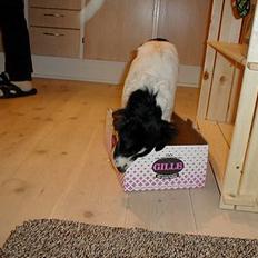 Dansk svensk gaardhund Sölja