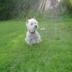 West highland white terrier Bess of white Roses
