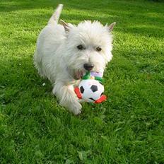 West highland white terrier Bess of white Roses
