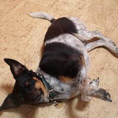 Dansk svensk gaardhund Piv *Englebarn*