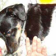 Dansk svensk gaardhund Piv *Englebarn*