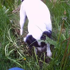 Dansk svensk gaardhund Plet