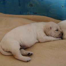 Golden retriever lille manden 