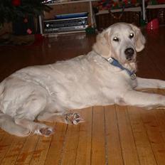 Golden retriever Queen Sarah