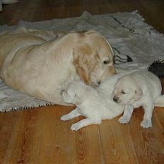 Golden retriever laura