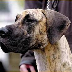 Grand danois grand dan tho´s cleo