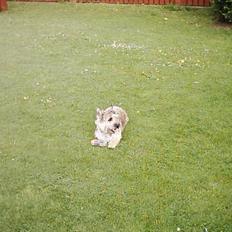 Cairn terrier Oliver