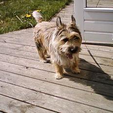 Cairn terrier Oliver
