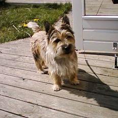 Cairn terrier Oliver