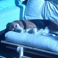 Beagle Tilde