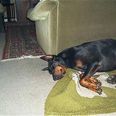 Dobermann (Genning's Sultan) Pinta