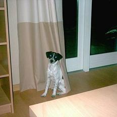 Dansk svensk gaardhund Scoopy Doo 2003 - 2006