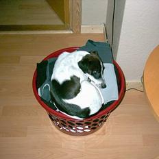 Dansk svensk gaardhund Scoopy Doo 2003 - 2006