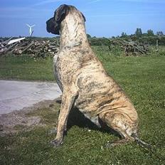 Grand danois grand dan tho´s cleo