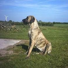 Grand danois grand dan tho´s cleo