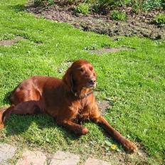 Irsk setter Lady(død)