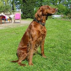 Irsk setter Lady(død)