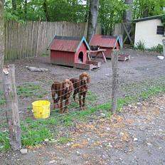 Irsk setter Lady(død)