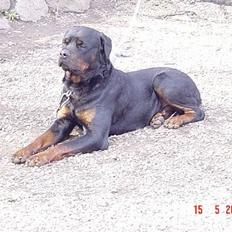 Rottweiler conrad    død d.27.9.06
