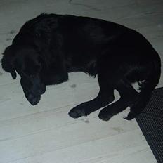 Labrador retriever Mon Cherié