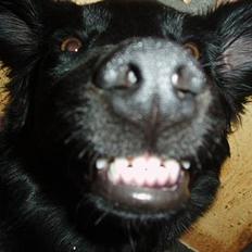 Labrador retriever Mon Cherié