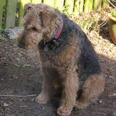 Airedale terrier Linus