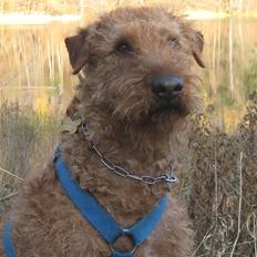 Irsk terrier Jeffi 13/2