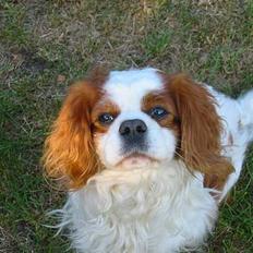 Cavalier king charles spaniel Cavakings tjess