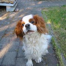 Cavalier king charles spaniel Cavakings tjess