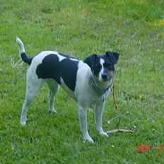 Dansk svensk gaardhund mille