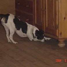 Dansk svensk gaardhund mille