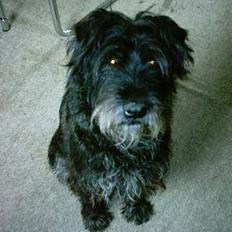 Mellemschnauzer knold 