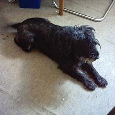 Mellemschnauzer knold 