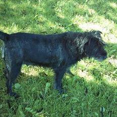 Mellemschnauzer knold 