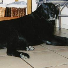 Labrador retriever Cif