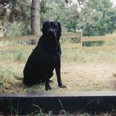 Labrador retriever Cif