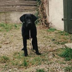 Labrador retriever Cif