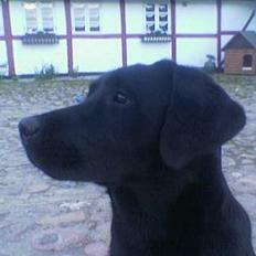 Labrador retriever Mokka