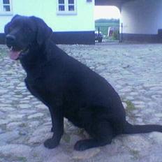 Labrador retriever Mokka
