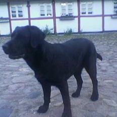 Labrador retriever Mokka