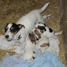 Jack russell terrier Emma