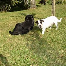 Jack russell terrier Emma