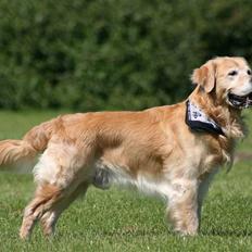 Golden retriever Nickie *Himmelhund*