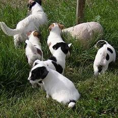 Jack russell terrier Emma