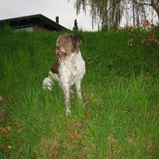 Ruhåret hønsehund Rufus