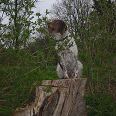 Ruhåret hønsehund Rufus